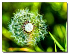 Löwenzahn (Pusteblume)