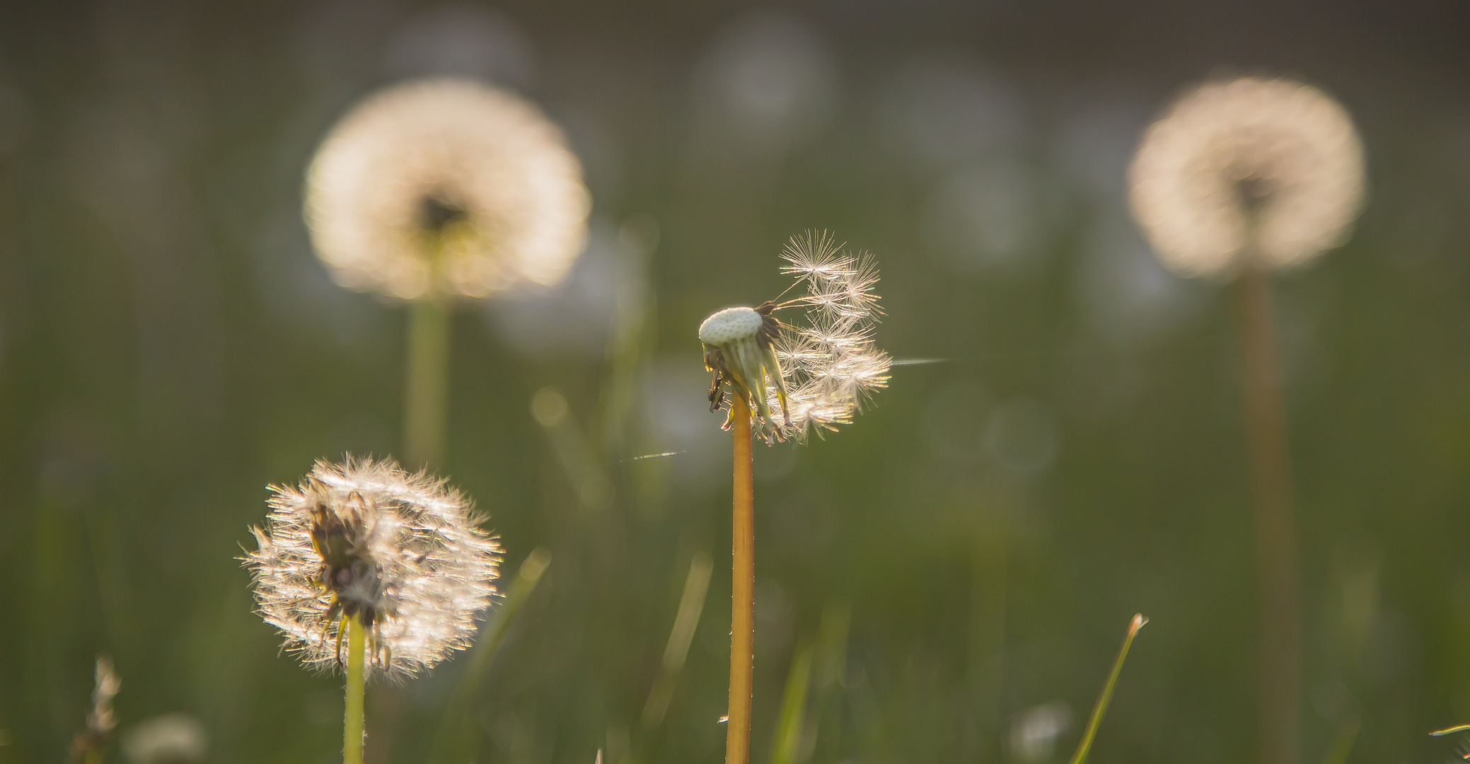 Löwenzahn, Pusteblume