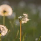 Löwenzahn, Pusteblume