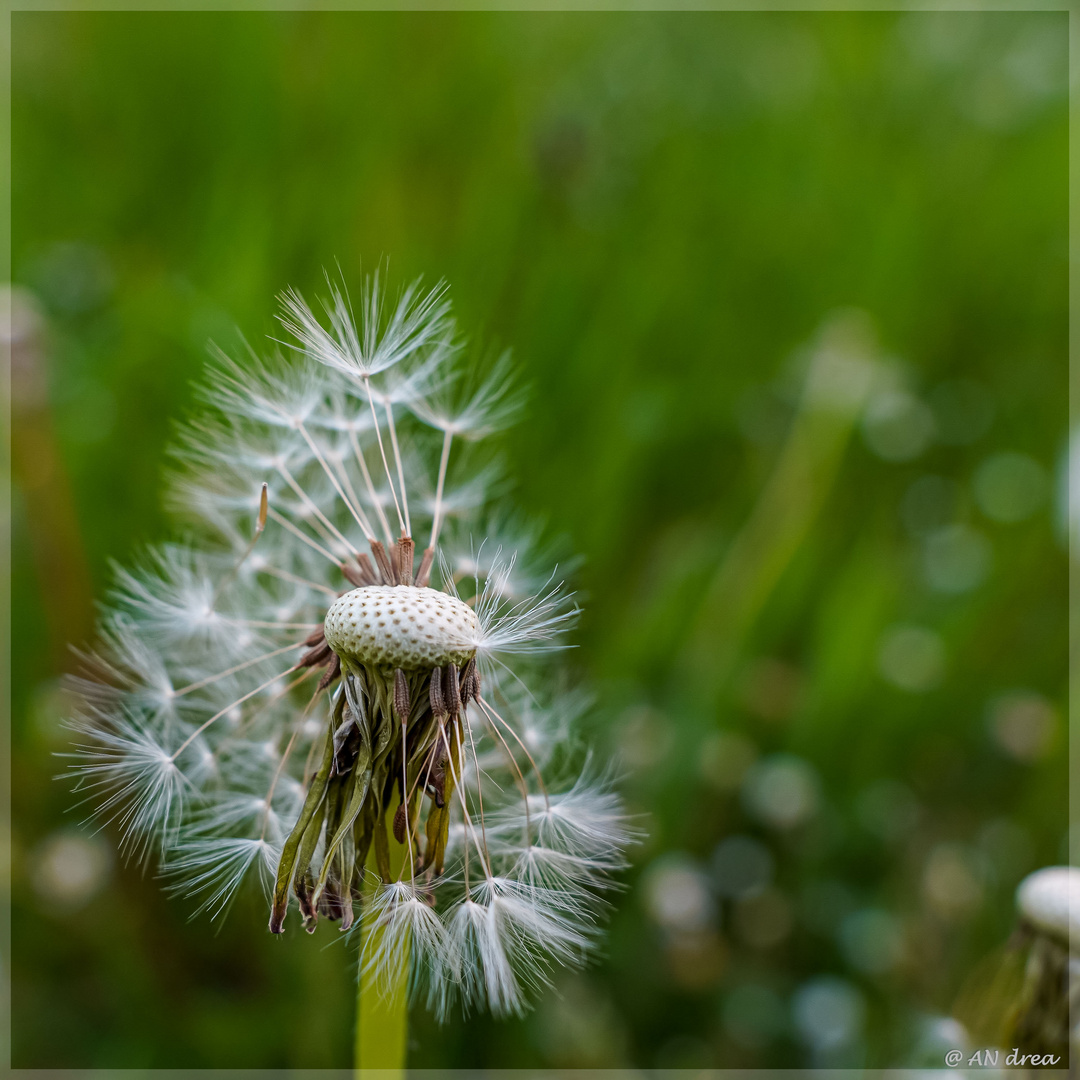 Löwenzahn Pusteblume