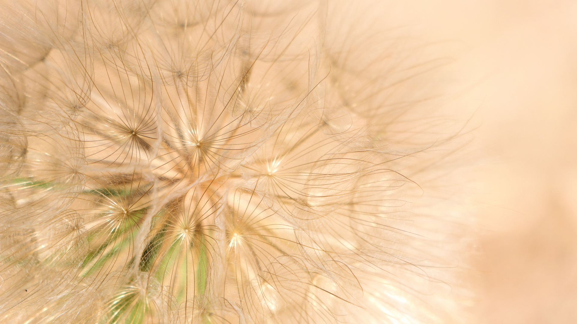 Löwenzahn  Pusteblume 