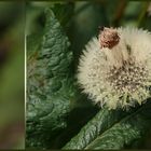 Löwenzahn = Pusteblume