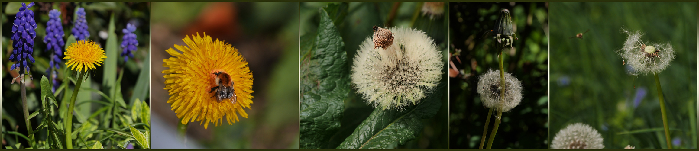 Löwenzahn = Pusteblume