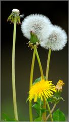 Löwenzahn / Pusteblume