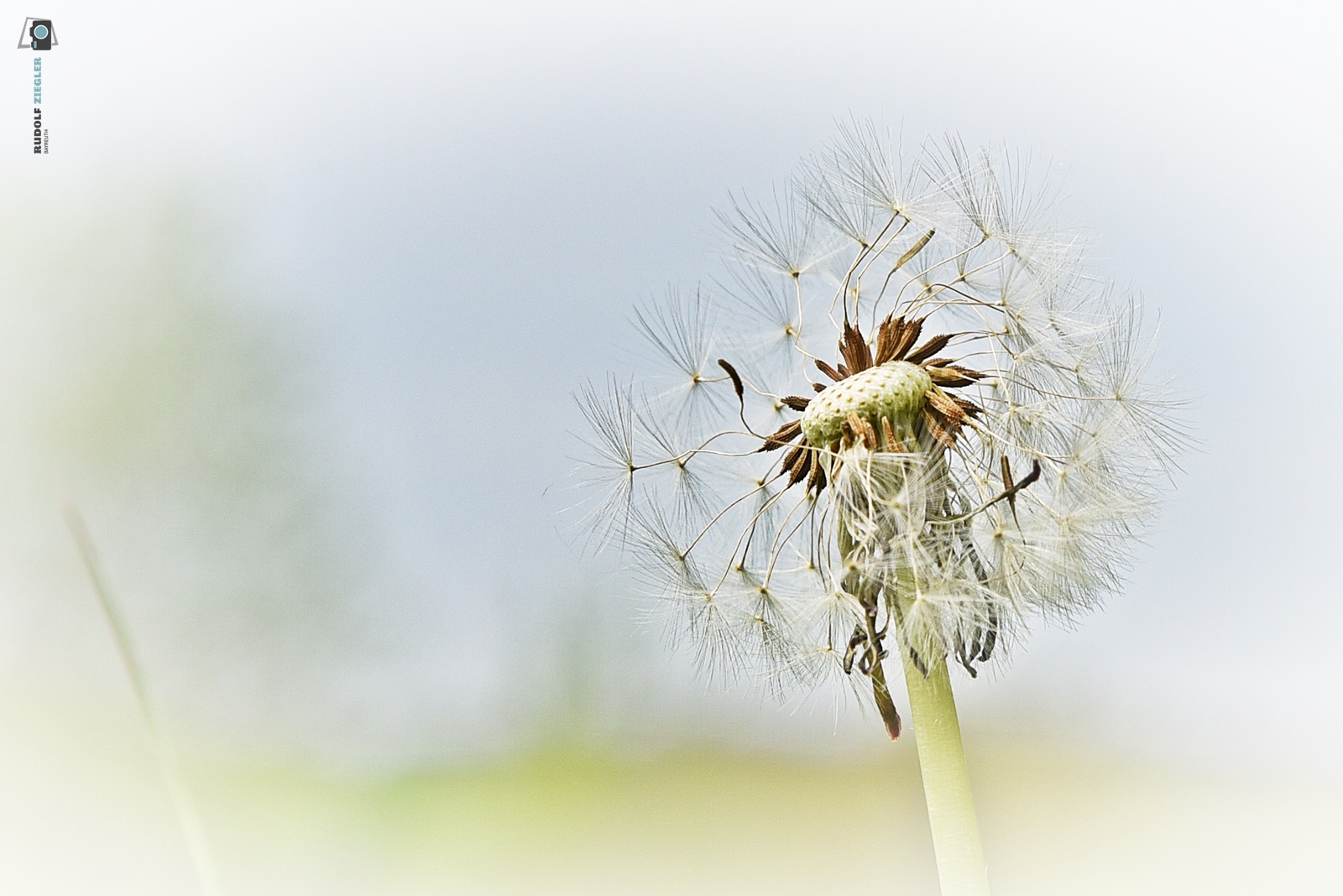 Löwenzahn - Pusteblume