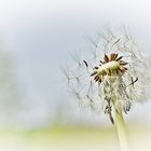 Löwenzahn - Pusteblume