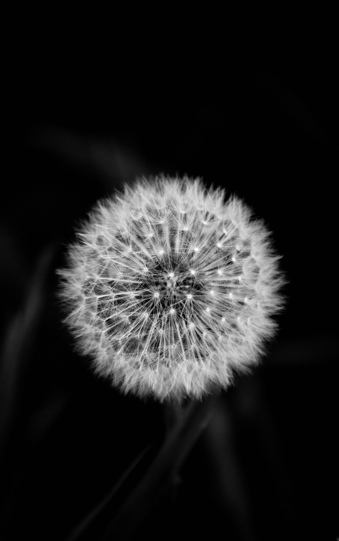 Löwenzahn? … Pusteblume!