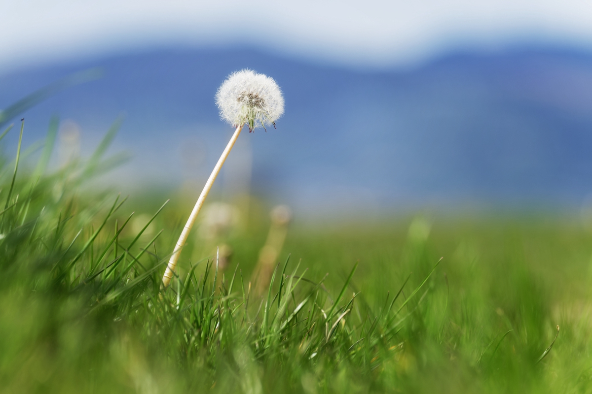 Löwenzahn - Pusteblume