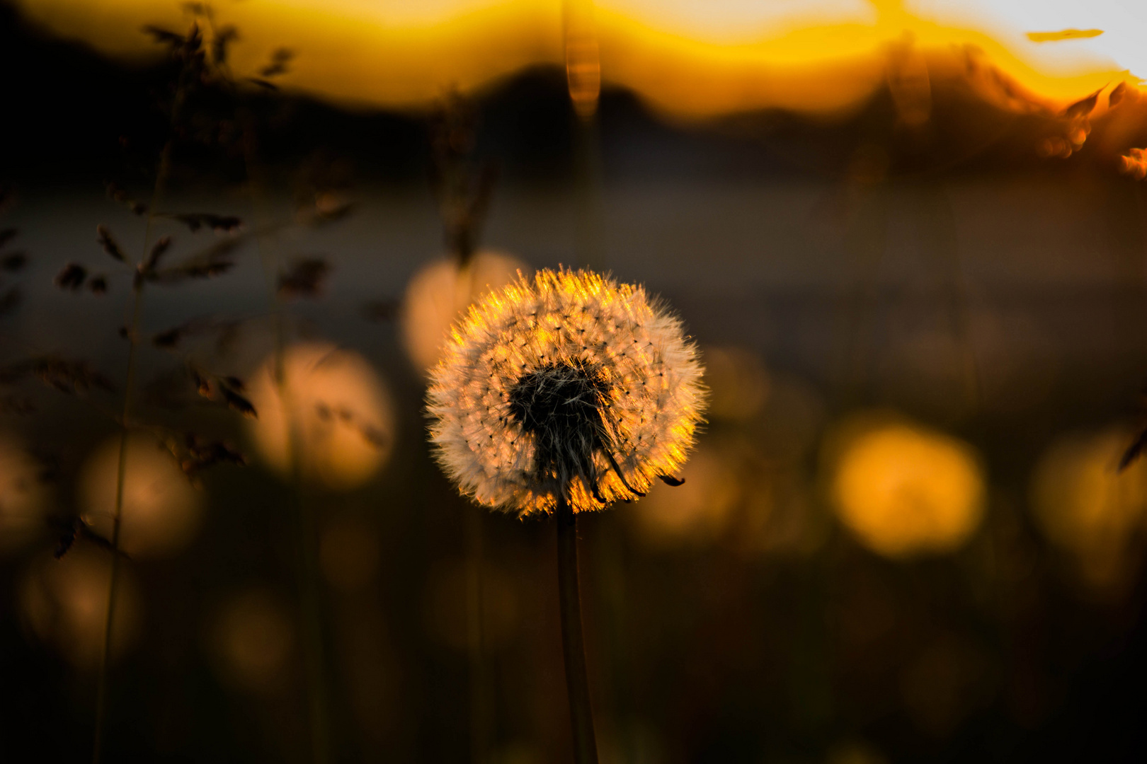 Löwenzahn Pusteblume