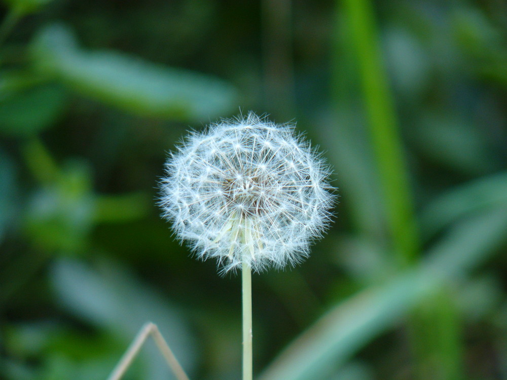 Löwenzahn? Pusteblume!