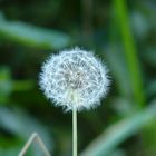 Löwenzahn? Pusteblume!