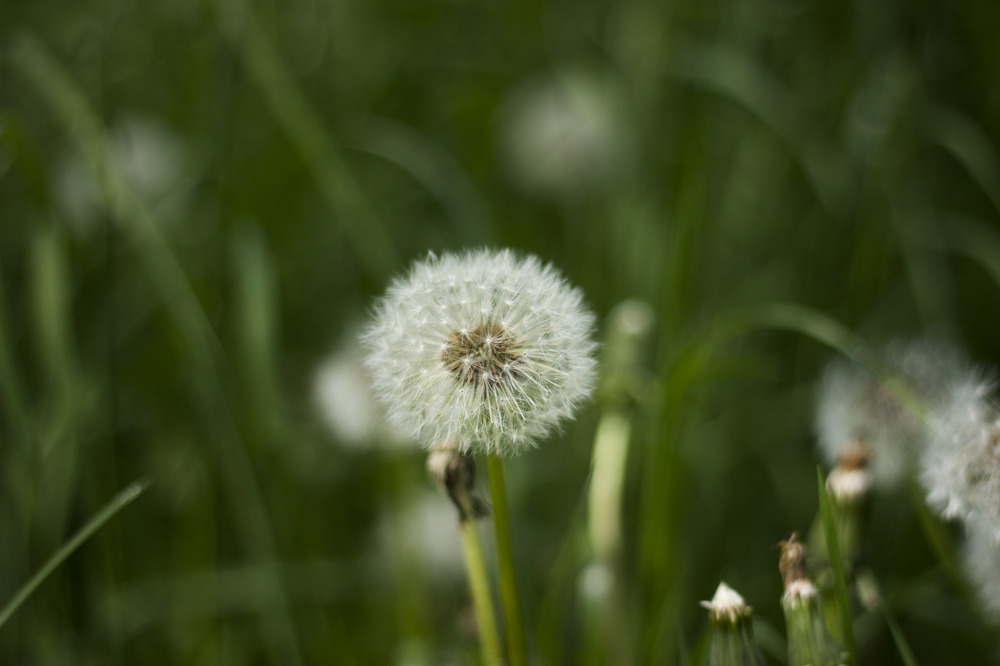 Löwenzahn - Pusteblume im Mai