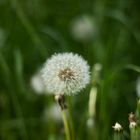 Löwenzahn - Pusteblume im Mai