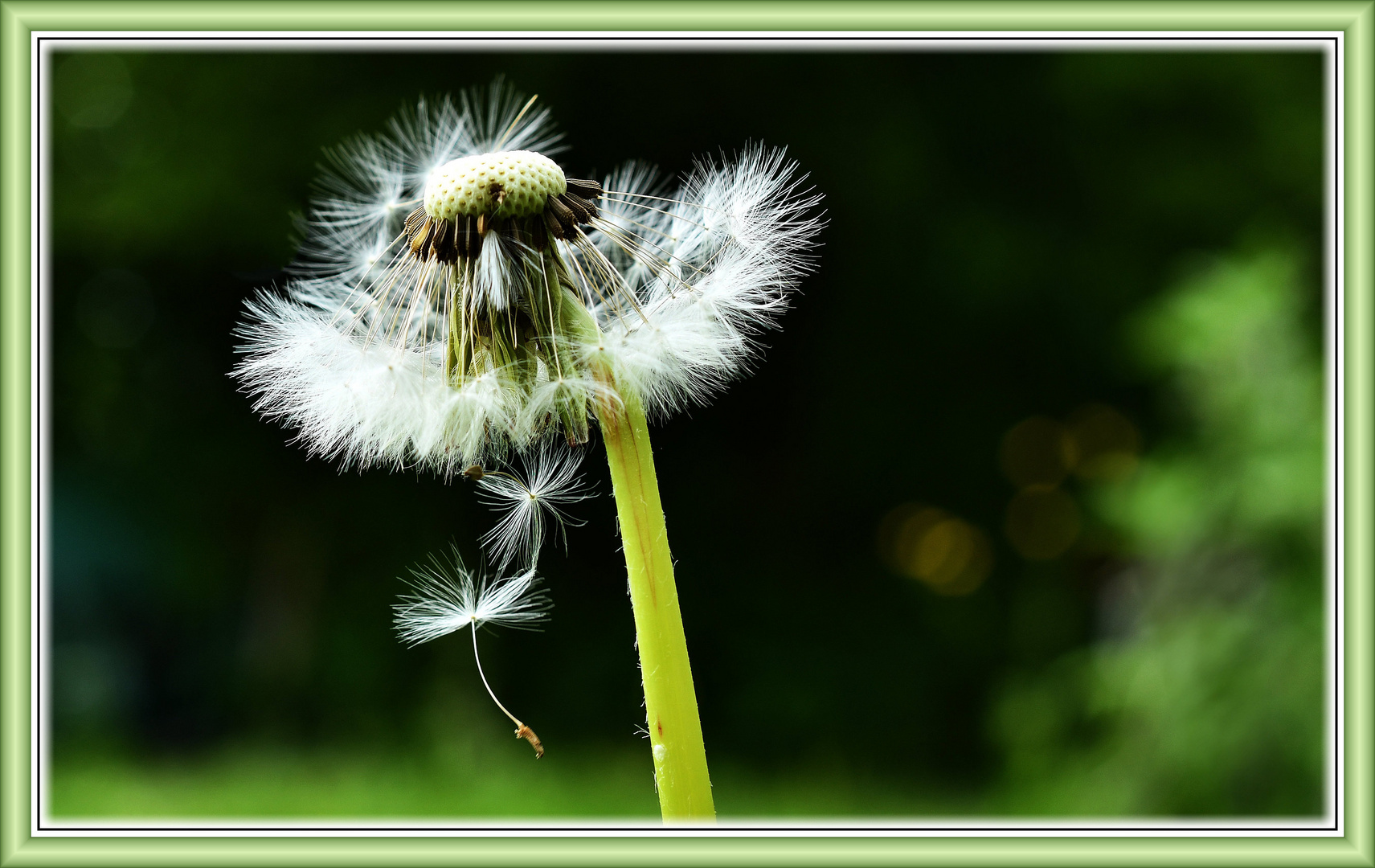 Löwenzahn (Pusteblume) nach leichtem Windstoß