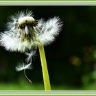 Löwenzahn (Pusteblume) nach leichtem Windstoß