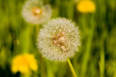 Löwenzahn Pusteblume (Taraxacum)