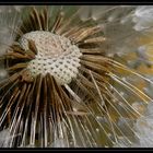 Löwenzahn, Pusteblume "Taraxacum officinale agg."