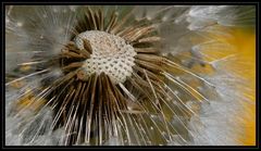 Löwenzahn, Pusteblume "Taraxacum officinale agg."