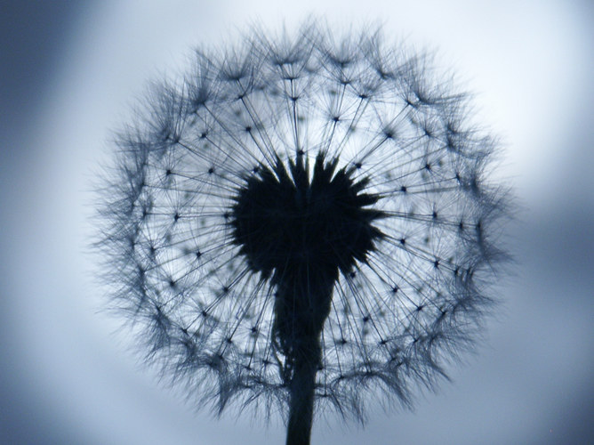 Löwenzahn-Pusteblume_02_Taraxacum officinale