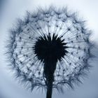 Löwenzahn-Pusteblume_02_Taraxacum officinale