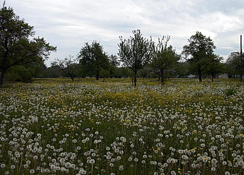 Löwenzahn / Pusteblumen