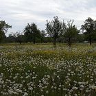 Löwenzahn / Pusteblumen