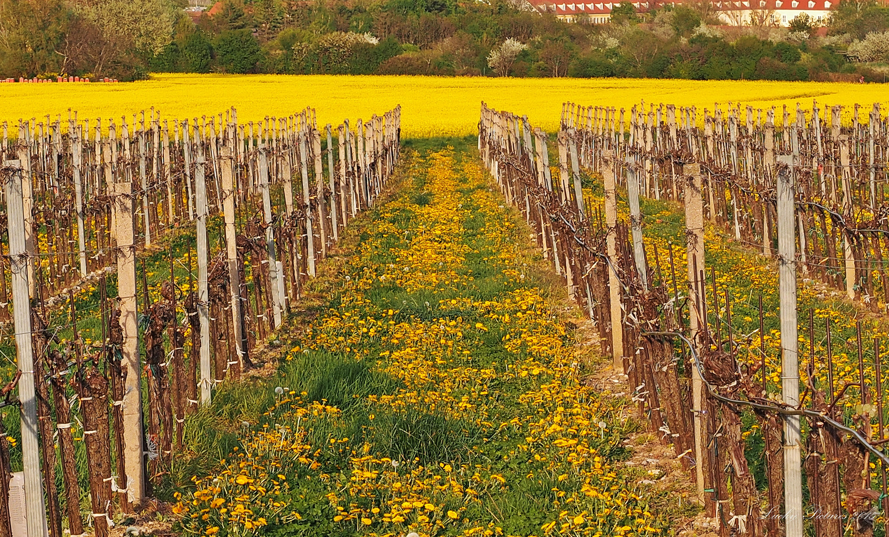 Löwenzahn, Raps und Wein