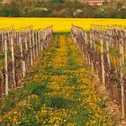 Löwenzahn, Raps und Wein