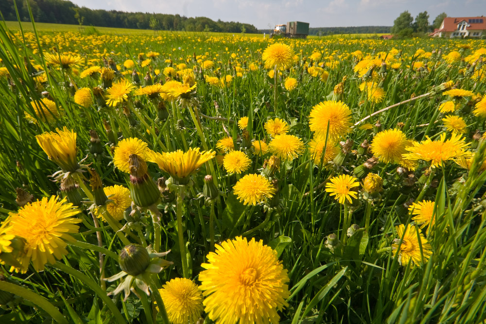 Löwenzahn satt