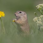 Löwenzahn schmeckt besser