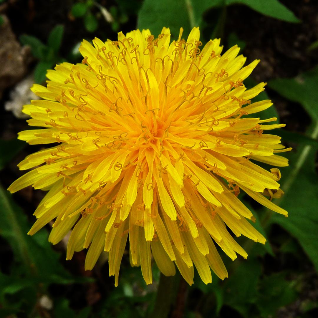 Löwenzahn  - sehr gefährliche Blüten!