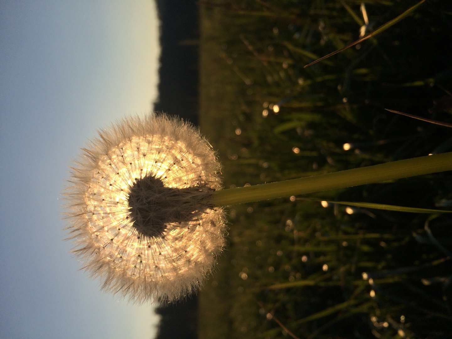 Löwenzahn Sonne