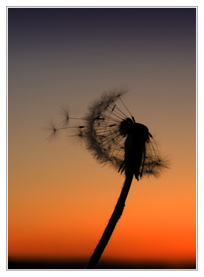 Löwenzahn Sunset