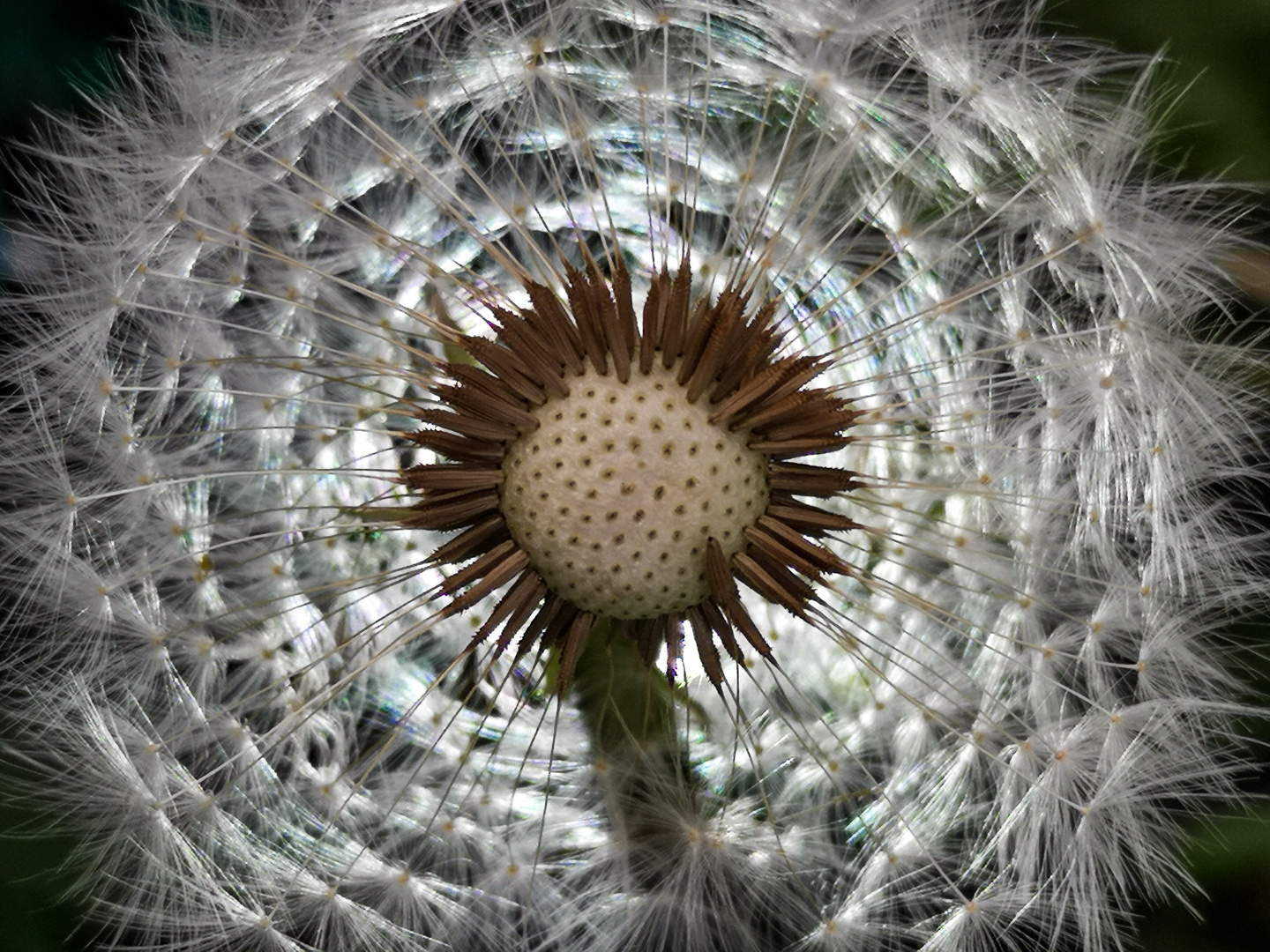 Löwenzahn (Taraxacum)