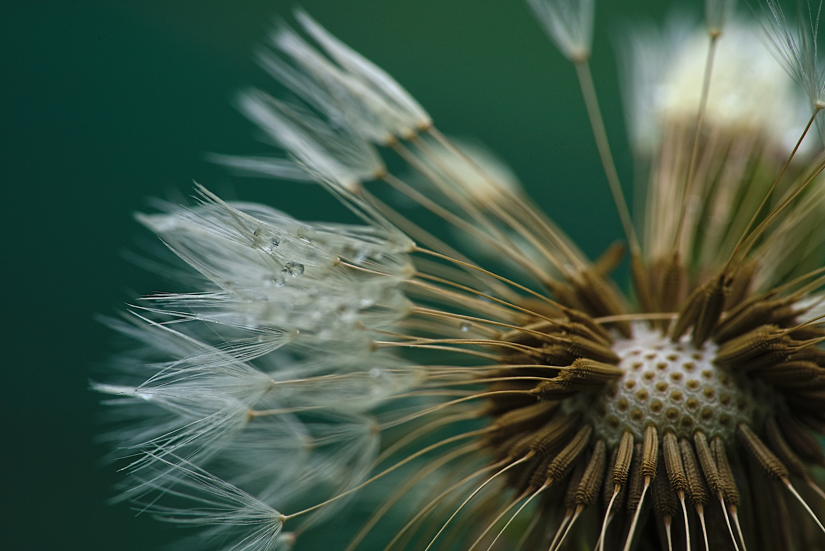 Löwenzahn, Taraxacum