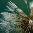 Löwenzahn, Taraxacum