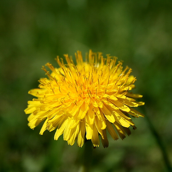 Löwenzahn (Taraxacum)