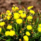 Löwenzahn (Taraxacum)