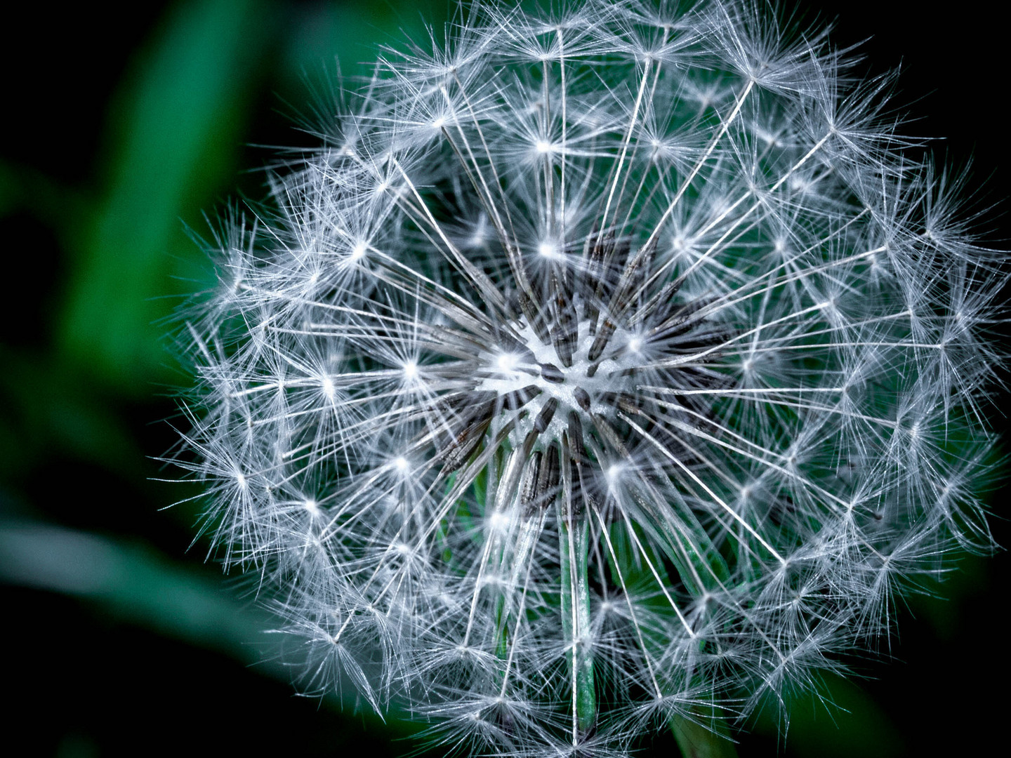 Löwenzahn (Taraxacum)