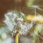 Löwenzahn (Taraxacum), dandelion