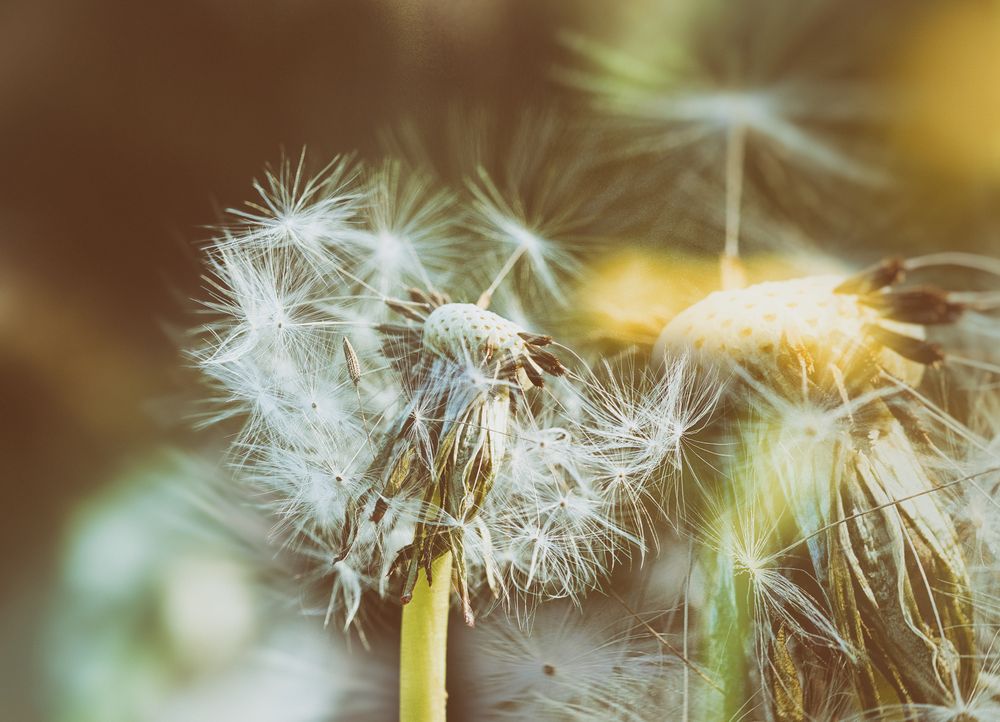 Löwenzahn (Taraxacum), dandelion