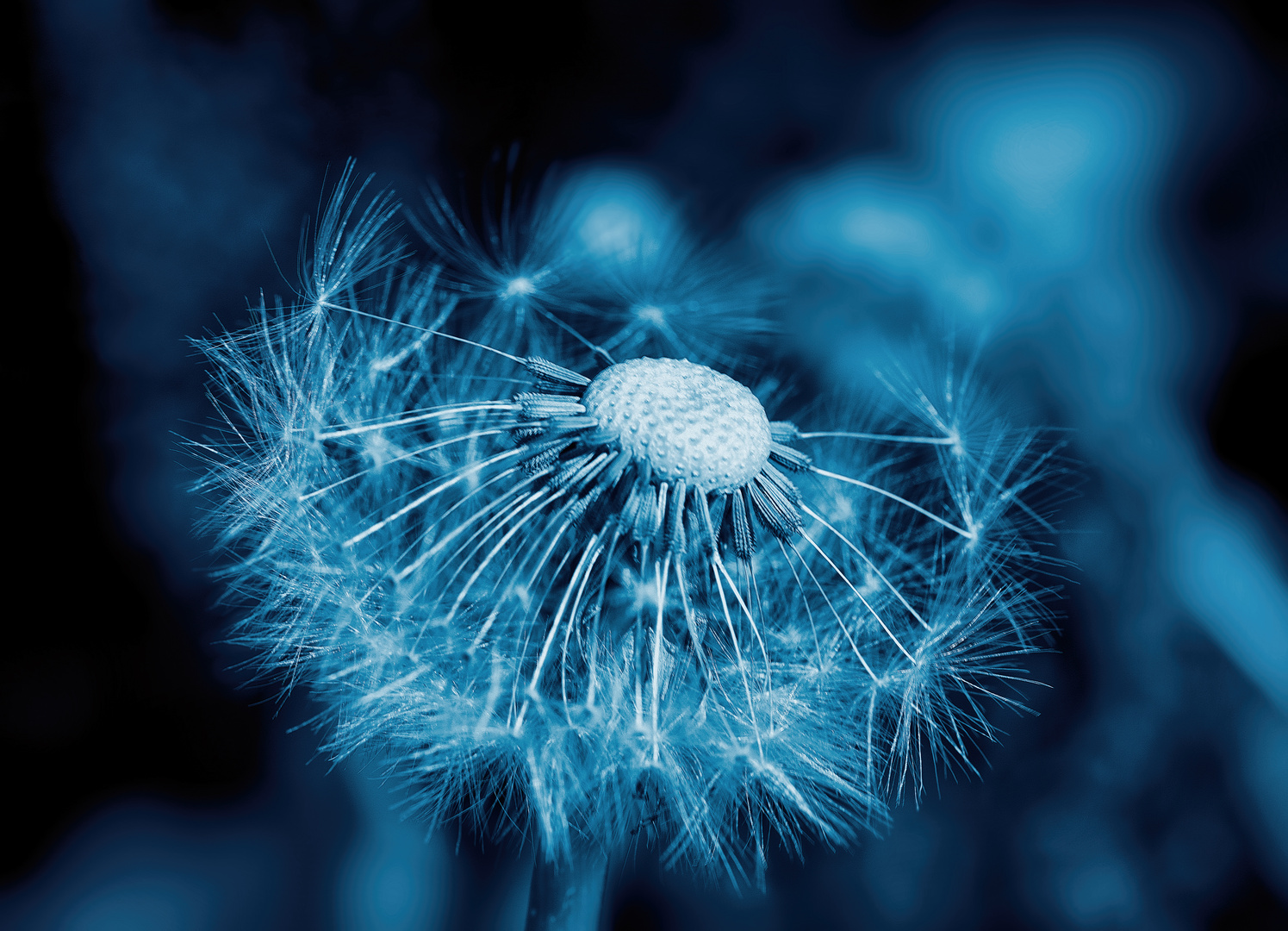 Löwenzahn (Taraxacum), dandelion