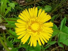 Löwenzahn - Taraxacum - Mittwochsblümchen