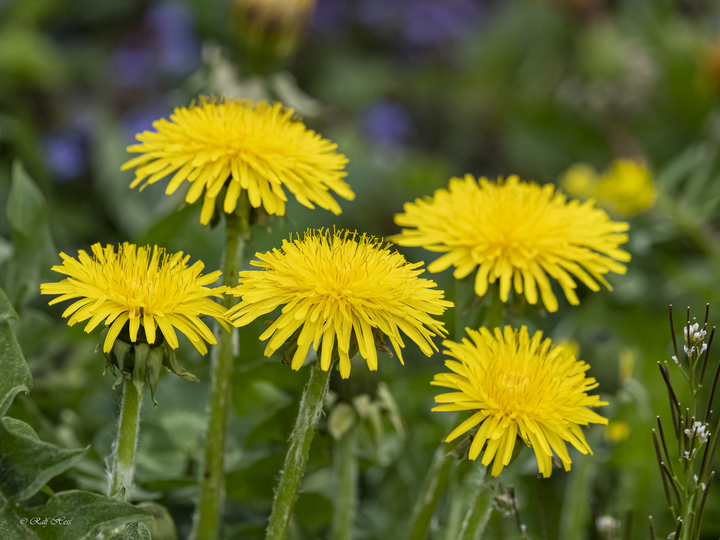 Löwenzahn (Taraxacum officinale)