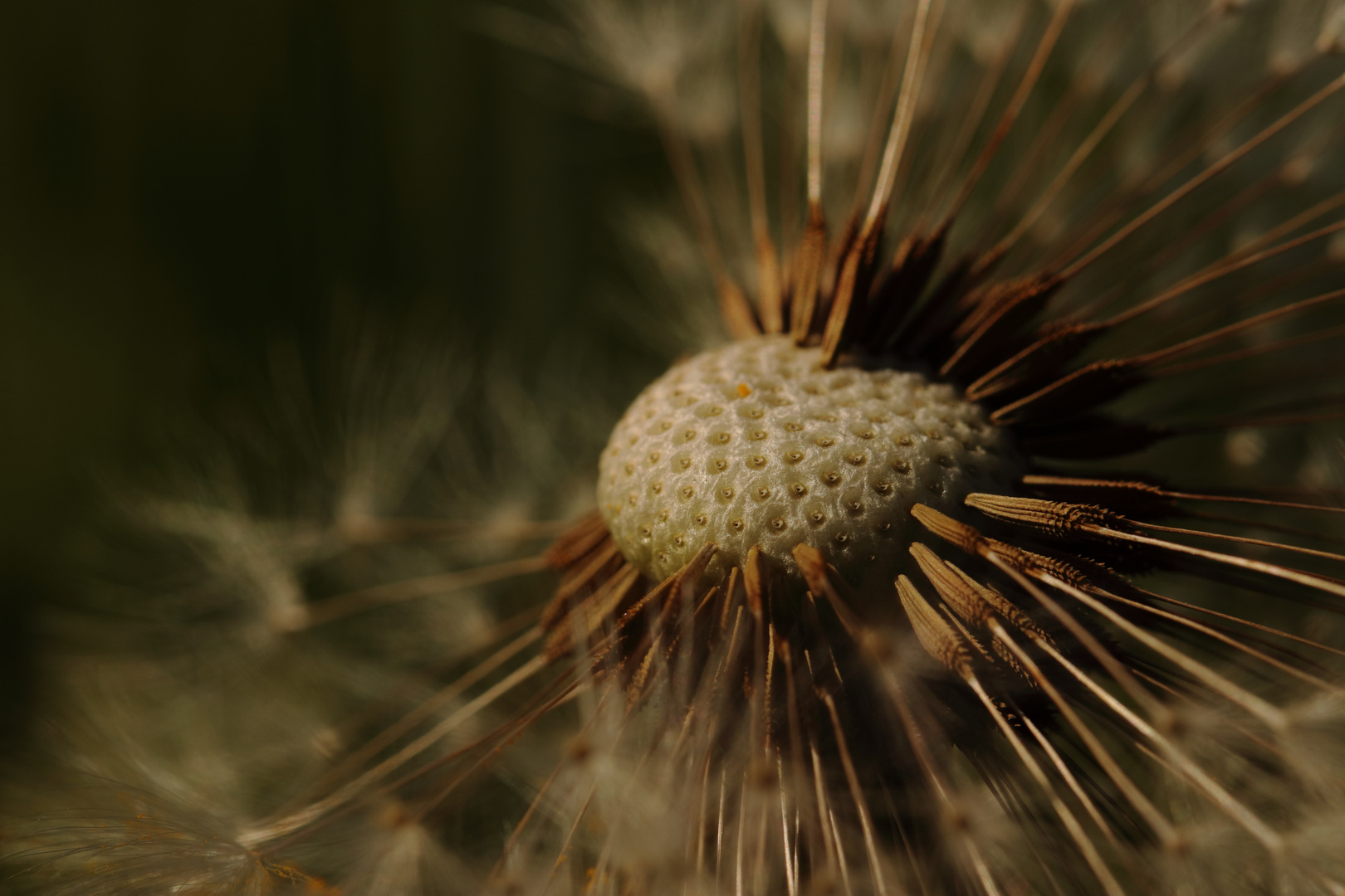 Löwenzahn (Taraxacum officinale)