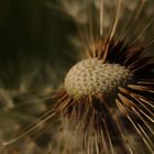 Löwenzahn (Taraxacum officinale)