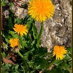 Löwenzahn (Taraxacum officinale)