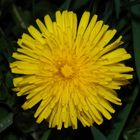 Löwenzahn (Taraxacum officinale)