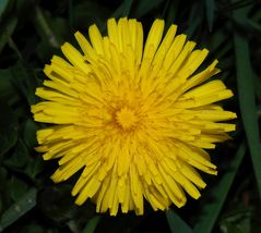 Löwenzahn (Taraxacum officinale)