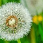 Löwenzahn (Taraxacum officinale)